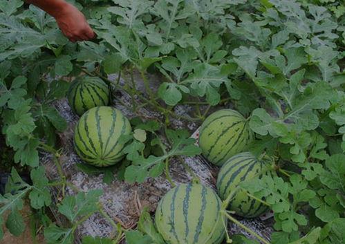 辉县吃瓜事件结果,真相大白，法律公正彰显