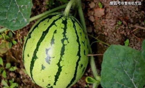 从摘瓜到吃瓜,瓜果的蜕变之旅