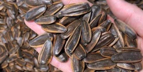 吃瓜怎么留瓜子,轻松掌握瓜子技巧