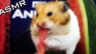 吃瓜大仓鼠,揭秘仓鼠界的“美食家”