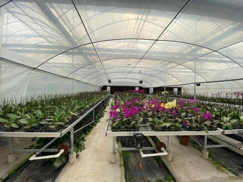 孕期可以吃大棚瓜,安心享用大棚瓜果的秘诀