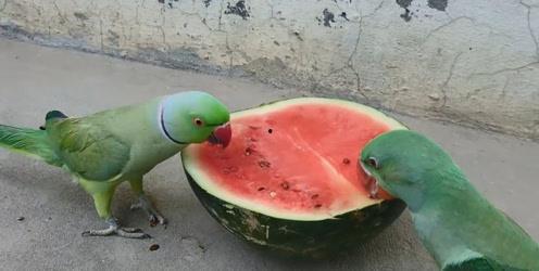 鹦鹉吃瓜的方法,鹦鹉的独特吃瓜技巧揭秘