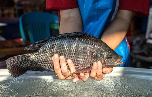 带你吃瓜罗非鱼视频