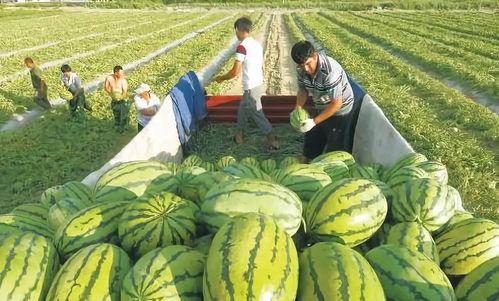 鲁山之窗吃瓜比赛