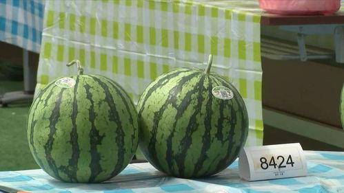 嘉兴挂盐水吃瓜,挂盐水吃瓜，尽享清凉夏日时光