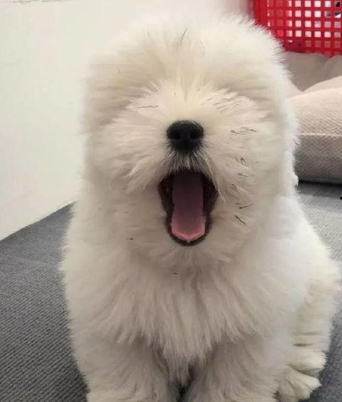 吃瓜泰迪,揭秘娱乐圈的“瓜田”趣事