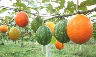 孕妇可否吃吊瓜,吊瓜食用安全解析