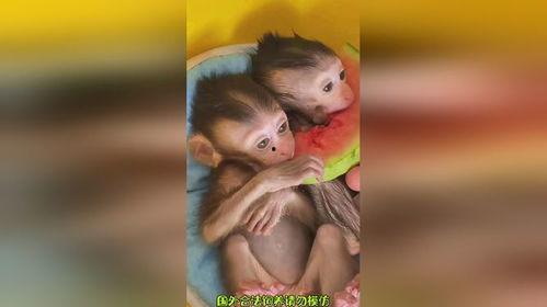 瓜哥吃瓜可爱动物