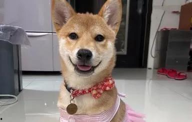 狗子可以吃凉瓜,揭秘凉瓜对狗狗的益处