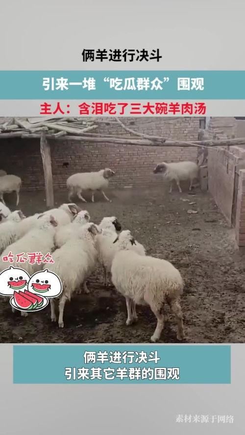 羊在吃瓜,田园生活画卷展开