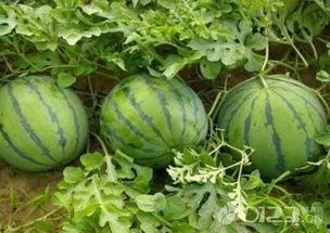 孕妇吃放了几天的瓜