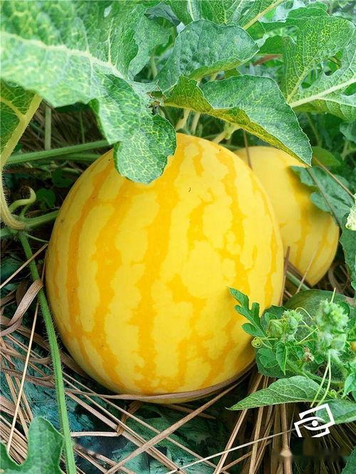 起代号吃瓜,网络时代下的舆论风向标