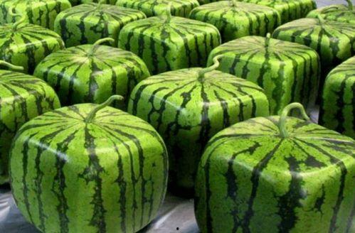 最快最全的吃瓜,揭秘吃瓜界的最快最全资讯大盘点