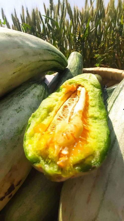 安静吃瓜什么意思,揭秘“安静吃瓜”的内涵与魅力