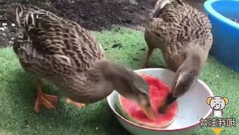 鸭子可以吃瓜吗,探索鸭子能否享用美味瓜果