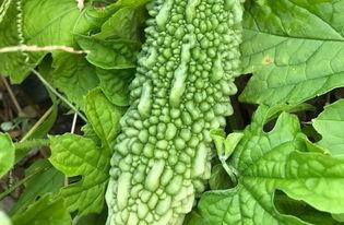 带你吃瓜排行榜