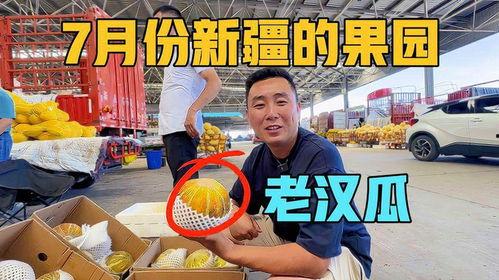 吃新疆老汉瓜视频,舌尖上的新疆风情