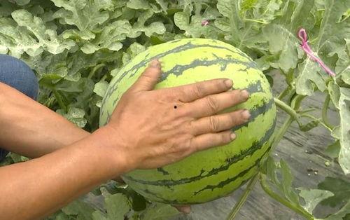 红薯源头吃瓜群众