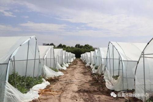 临夏最新吃瓜新闻