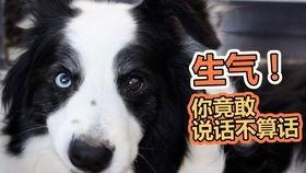 狗狗吃瓜消化吗,消化之谜大揭秘