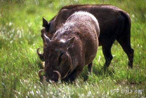 野猪吃葫芦瓜视频大全,葫芦瓜视频大全趣味盘点