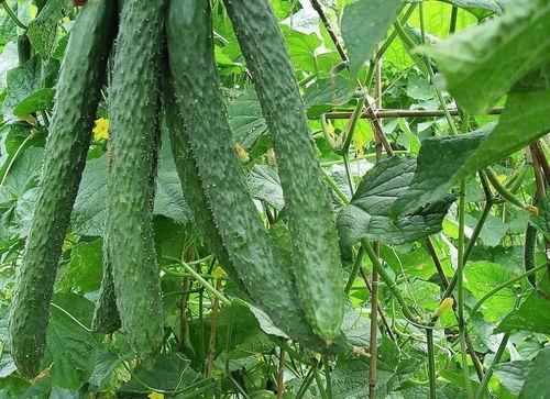 洮洮吃梨瓜,一场味蕾的奇幻之旅