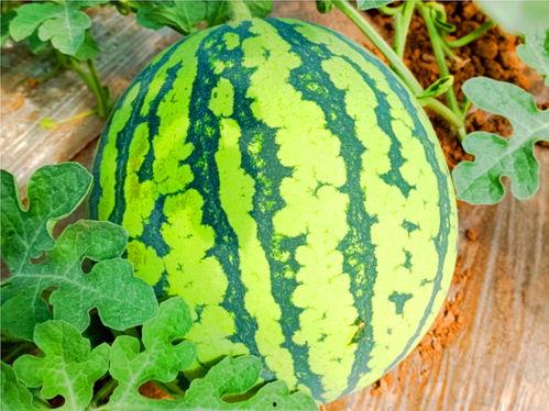 凤凰瓜怎么吃,解锁美味新体验