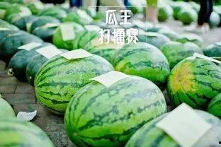 吃瓜比赛还是缺少经验,新手挑战，经验不足的趣味对决