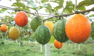 老头吃吊瓜,一位老人与吊瓜的温馨故事