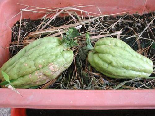 农村种的大白瓜怎么吃,农村大白瓜的多样食法探索