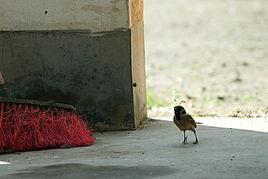 麻雀吃瓜的图片真实,自然生态和谐画面