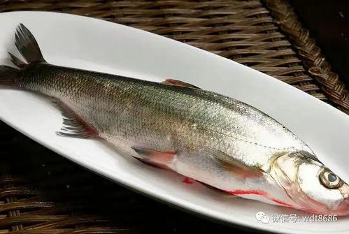 草鱼吃哈密瓜的味型吗,探寻独特味型美食新体验