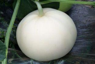 吃梨瓜,探寻夏日清凉新宠