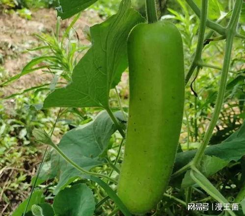 新鲜蒲瓜瓠子瓜怎么吃,探索美味与营养的完美结合