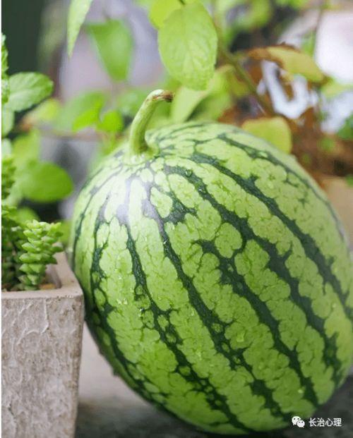 吃瓜特征,揭秘吃瓜群众的独特魅力与社交技巧