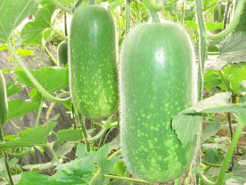 520前吃瓜图片大全,揭秘那些甜蜜背后的“秘密”