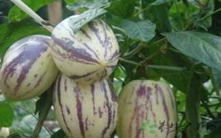 吃茄瓜功能作用,营养丰富的健康之选，全面解析其神奇功效