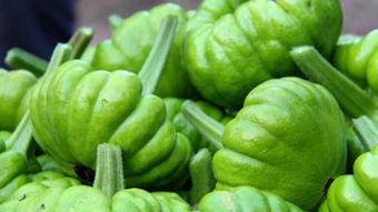 嫩姜柄瓜怎么吃,探索家常美味新选择